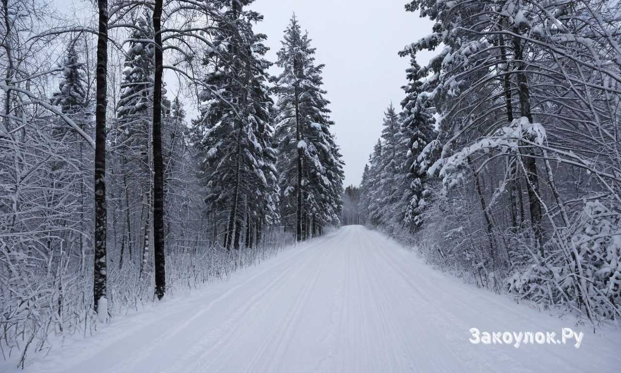 Чем заняться зимой сафари на оленях хаски и снегоходах