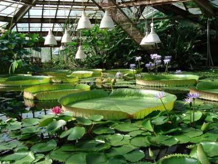 Ботанические сады Ленинградской области: удивительный мир растений