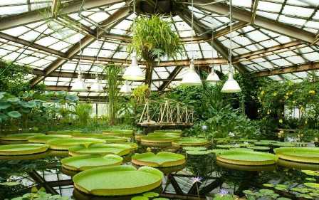 Ботанические сады Санкт-Петербурга: прогулка по зеленым оазисам
