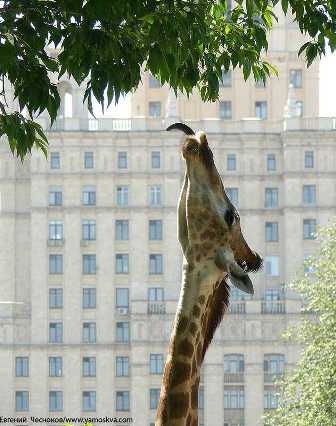 Московский зоопарк: огромный ареал и разнообразие животного мира
