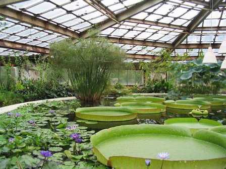 Неизвестные ботанические сады Ленинградской области, которые стоит посетить