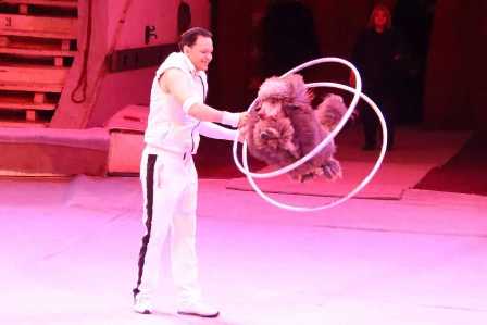 Веселая атмосфера с цирками Ленинградской области: зрелищные шоу и невероятные трюки