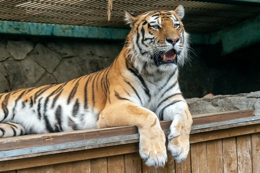 Зоопарки Санкт-Петербурга: встреча с дикой природой в городе