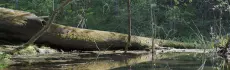 Фили-Кунцевский лесопарк
